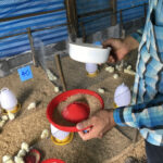 งานวิจัยการใช้ Homeopathy ในไก่ตะเภาทอง (1)