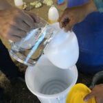 งานวิจัยการใช้ Homeopathy ในไก่ตะเภาทอง (11)
