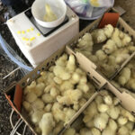 งานวิจัยการใช้ Homeopathy ในไก่ตะเภาทอง (2)