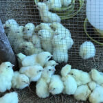 งานวิจัยการใช้ Homeopathy ในไก่ตะเภาทอง (3)