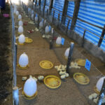 งานวิจัยการใช้ Homeopathy ในไก่ตะเภาทอง (4)