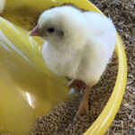 งานวิจัยการใช้ Homeopathy ในไก่ตะเภาทอง (6)