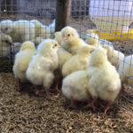 งานวิจัยการใช้ Homeopathy ในไก่ตะเภาทอง (7)