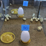 งานวิจัยการใช้ Homeopathy ในไก่ตะเภาทอง (8)