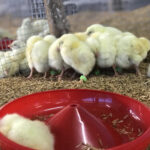 งานวิจัยการใช้ Homeopathy ในไก่ตะเภาทอง (9)
